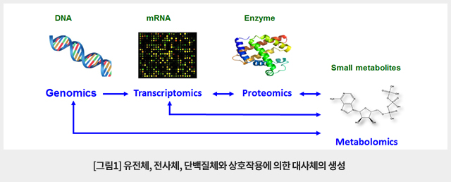 유전체, 전사체, 단백질체와 상호작용에 의한 대사체의 생성