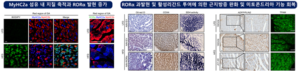 RORα-GABP-TFAM axis에 의한 근지방증 개선 효과 (Kim et al., 2024)