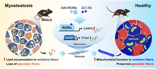 RORα-GABP-TFAM axis에 의한 근지방증 개선 효과 (Kim et al., 2024)