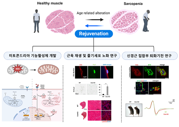 근육 노화 및 노화성 근감소증 개선 전략 연구