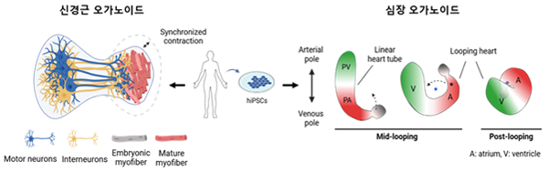 신경근 및 심장 오가노이드 모델 확립